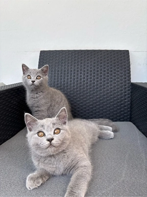 2 BKH Kitten abzugeben (M)