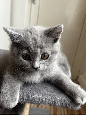 2 BKH Kitten suchen ein neues Zuhause (M) Bild 4