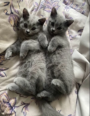 2 BKH Kitten suchen ein neues Zuhause (M) Bild 5