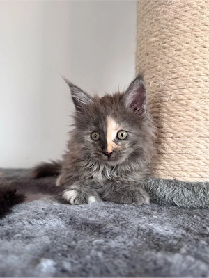 Charakterstarke Maine coon Kitten 