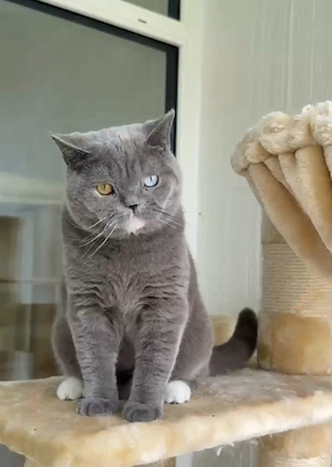 bkh kater mit Stammbaum