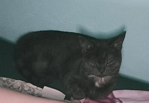 bkh Katze 18 Wochen 