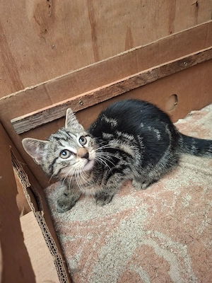 Mischkatzen