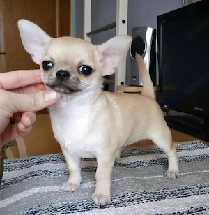 Süsse Chihuahuawelpen mit Ahnentafel