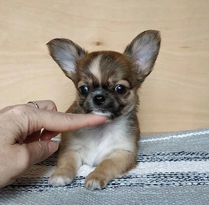 Süsse Chihuahua welpen mit Ahnentafel