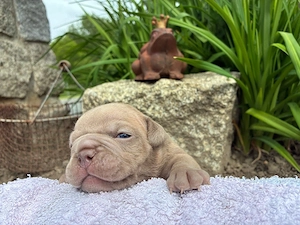Old English Bulldog Welpen Oeb mit Ahnentafeln 