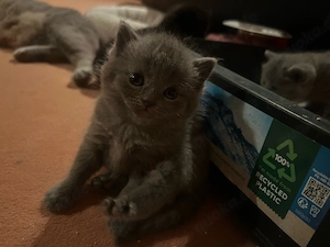babykatzen zum verkaufen Bild 2