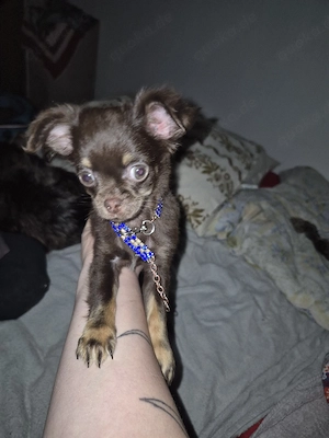 Chichua rude 