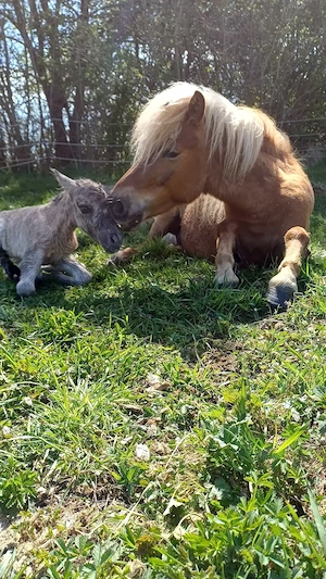 Dt. Part-bred Shetlandpony, Shetty, Hengstfohlen, Fohlen