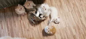 Perserkatzenbabies in 3 Wochen abzugeben 