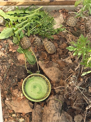 weibliche Nachzuchten der Dalmatischen Landschildkröte von 2020 und 2021 zu verkaufen