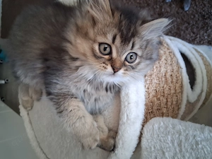 Wunderschöne Babykatzen Kitten BLH BKH