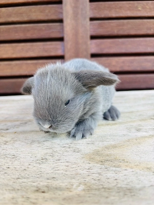 Wunderschöne Zwergwidder Babys Zwergkaninchen