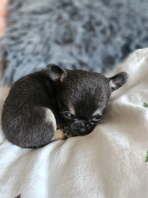 Mini Chihuahua Rüde Murphy Black and Tan