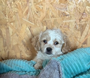 Wunderschöner Cavalier King Charles - Mischlingswelpe
