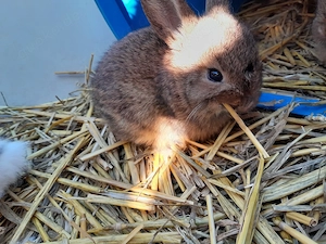 Zwei kleine Hasen kinder 