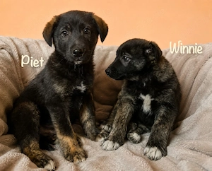 Piet - Hat den Hundeblick gut drauf! Bild 4