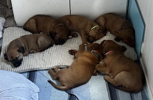 Ridgeback-Mischling Welpen zu verkaufen