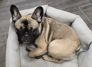 Französische Bulldogge - Junghund 1 Jahr alt