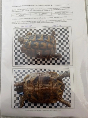 Gruppe (2 Weibchen und 1 Männchen) THB von 2018-2020 abzugeben Bild 2