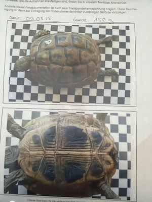 Gruppe (2 Weibchen und 1 Männchen) THB von 2018-2020 abzugeben Bild 3