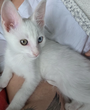 Katze Weiblich