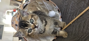 Ein süße Kitten( Jungs)BKH suchen ein liebevolles Zuhause