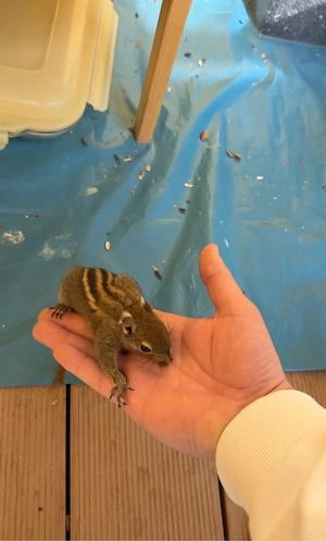 Baumstreifenhörnchen Mädchen Zahm