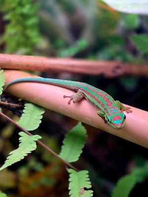 1.2 Phelsuma Cepediana Taggeckos