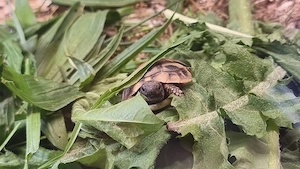 Griechische Landschildkröte NZ von 2022, 2024 und 2025