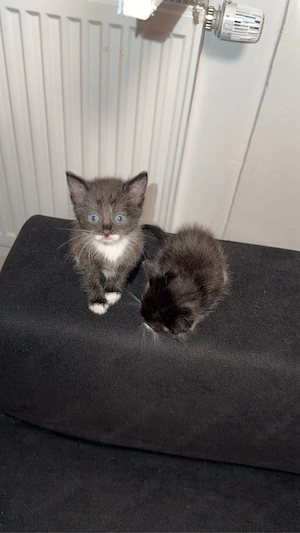 Zwei süße Babykatzen suchen ein neues Zuhause     