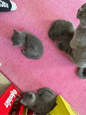 britisch kurzhaar katzenbaby 12wochen alt