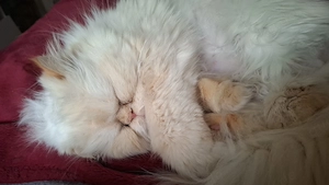 Kuscheldame sucht neues für immer zu Hause Bild 2