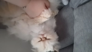 Kuscheldame sucht neues für immer zu Hause