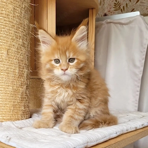Wunderschöne, verspielte Maine-Coon-Kätzchen