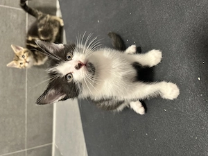Baby Kitten abzugeben