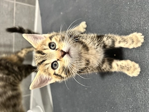 Baby Kitten zuckersüß 