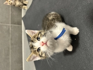 Baby Kitten zuckersüß 