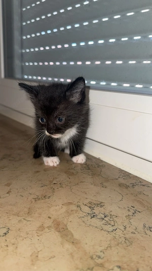 Zwei süße Babykatzen suchen ein neues Zuhause     