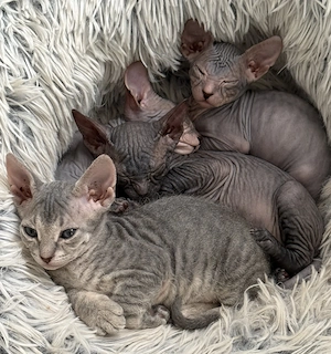 Don Sphynx Kitten 2 sind noch frei 