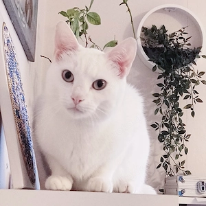 Weißer Kater sucht neues Zuhause 