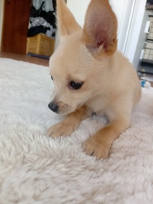 welpe chihuahua 