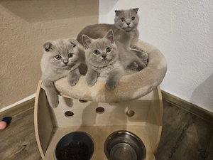 BKH SCF Kitten abzugeben