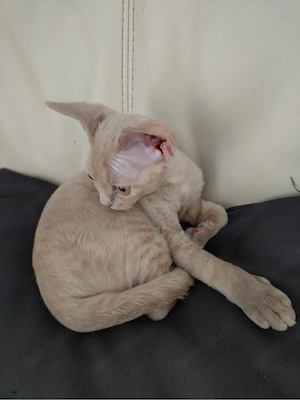Devon Rex Mädchen
