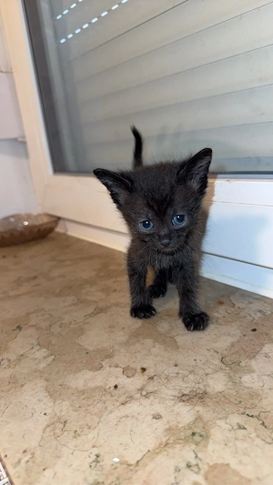 Babykatze 
