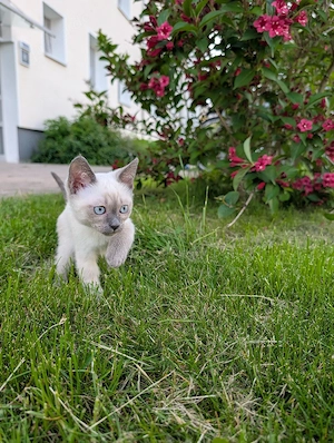 Kitten Siam-Thai 