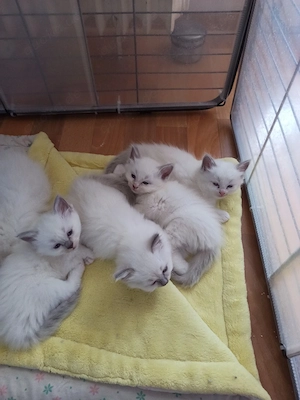 Ragdoll Kitten