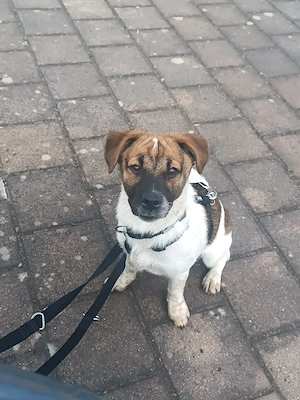 Milo sucht sein Personal