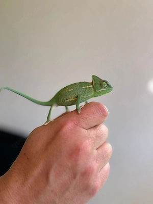 Jemenchamäleon Weibchen 0.1 