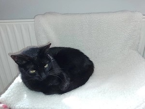 Schwarze kleine Katze 